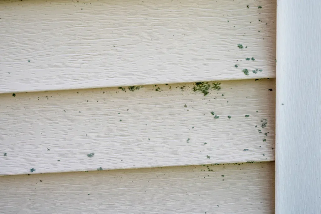 mold on siding