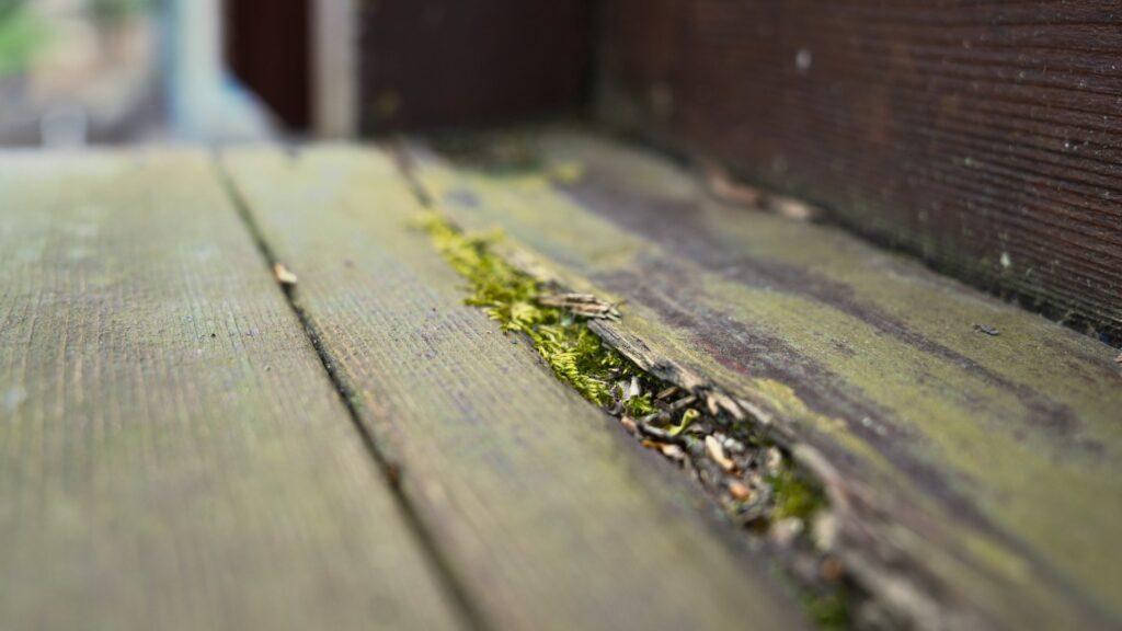 Close-up of weathered wooden planks with a crack filled with green moss—an ideal example of surfaces that may need deck repair or replacement by an experienced Twin Cities deck contractor. The background remains slightly out of focus.