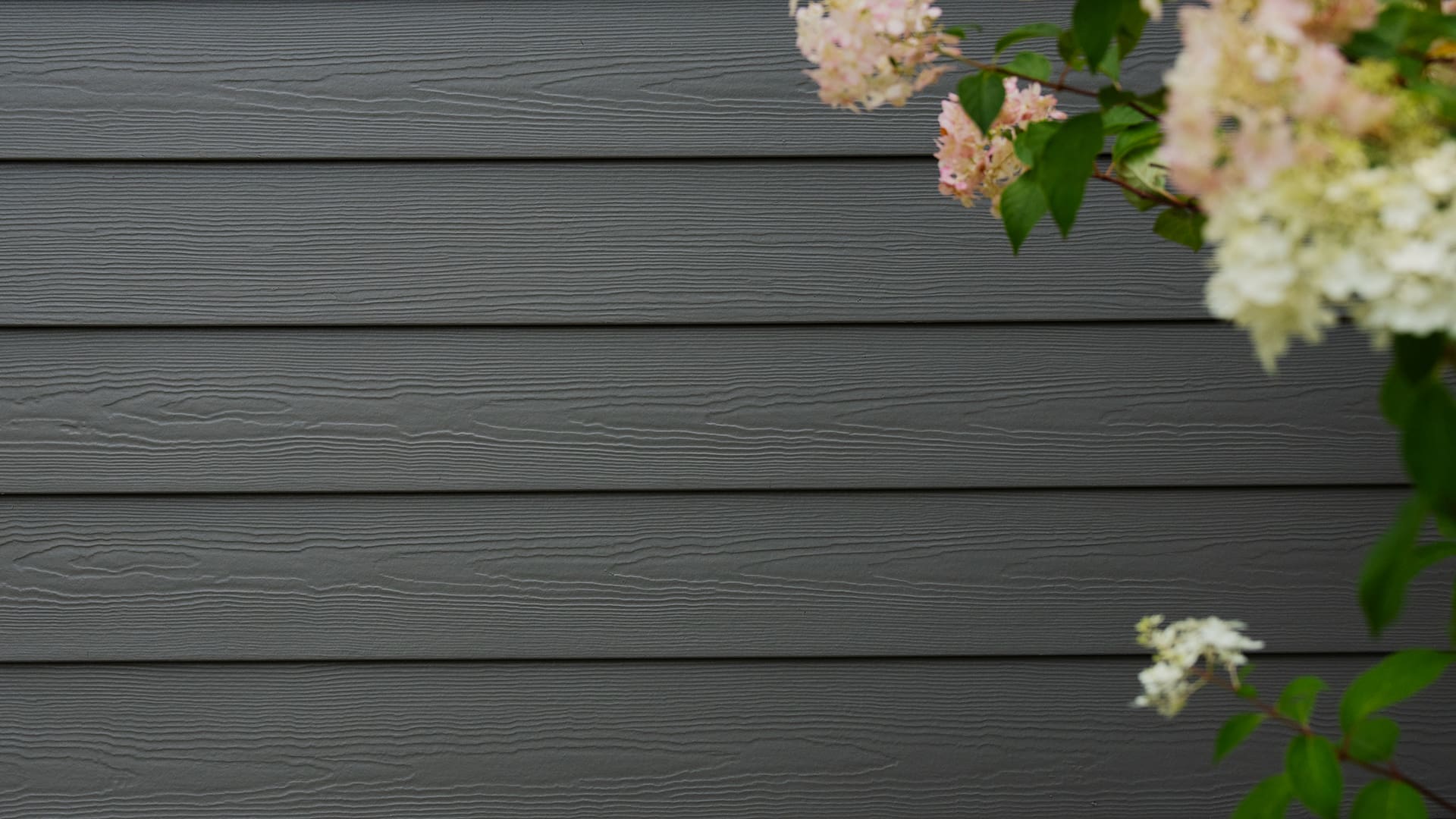 Dark gray James Hardie Preferred horizontal siding with a cluster of pale hydrangea flowers in the right corner.